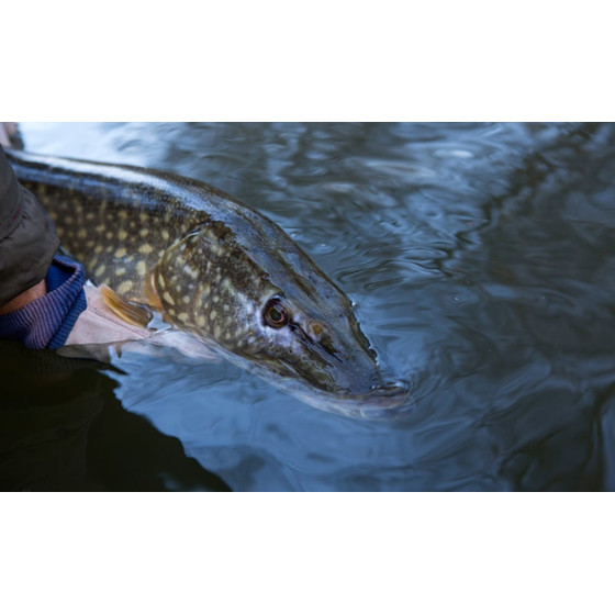 Flanx Pike Retainer