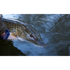 Flanx Pike Retainer